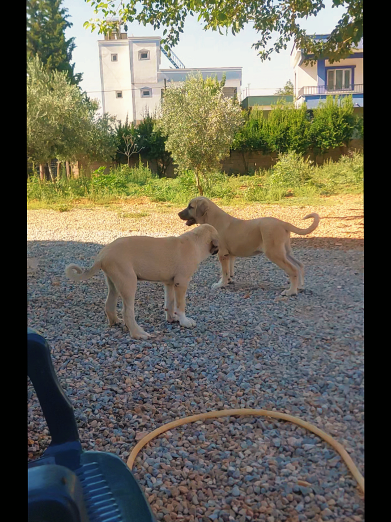 @Erkan &ccedil;iftci