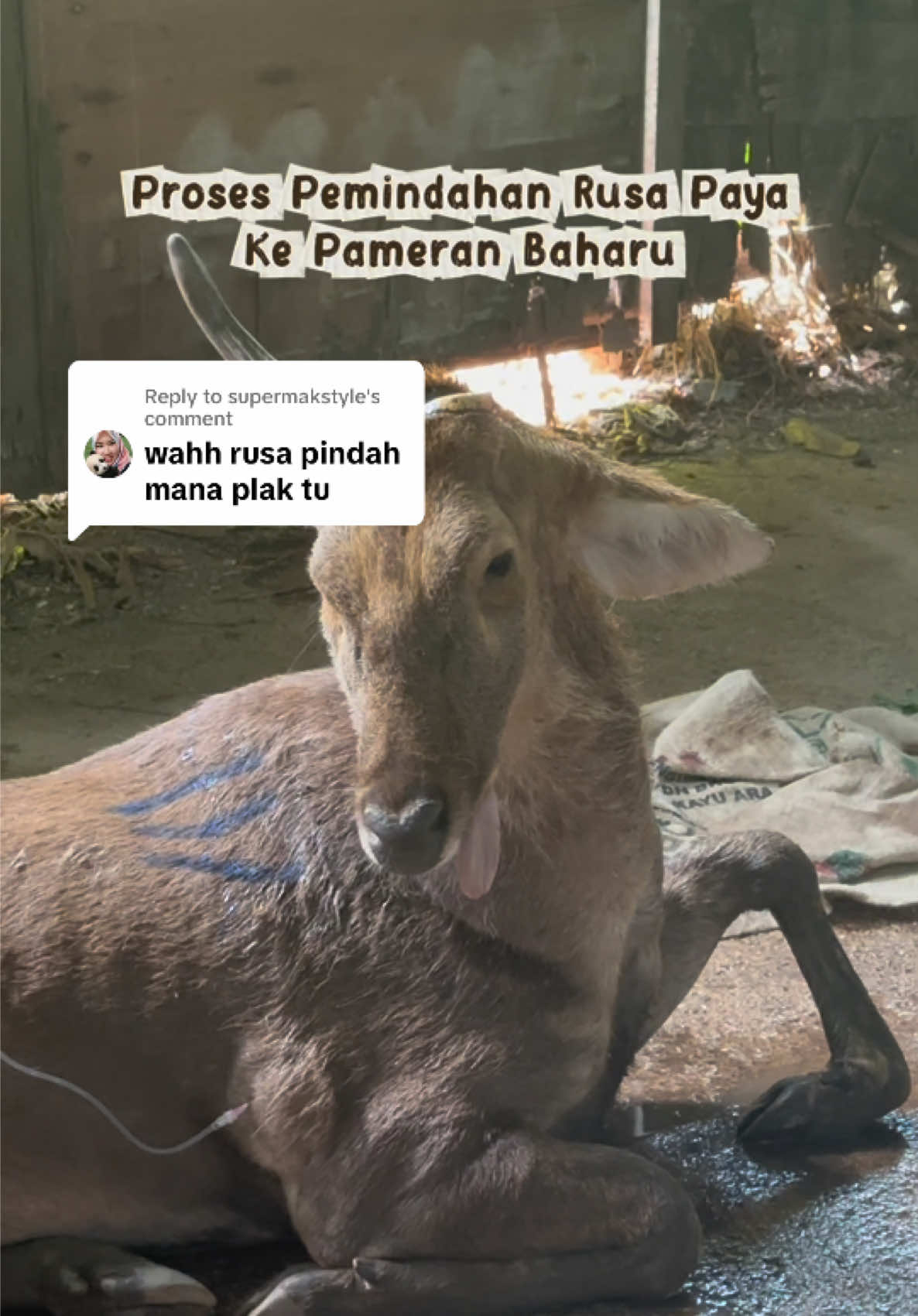 @Datuk Rosly Lana