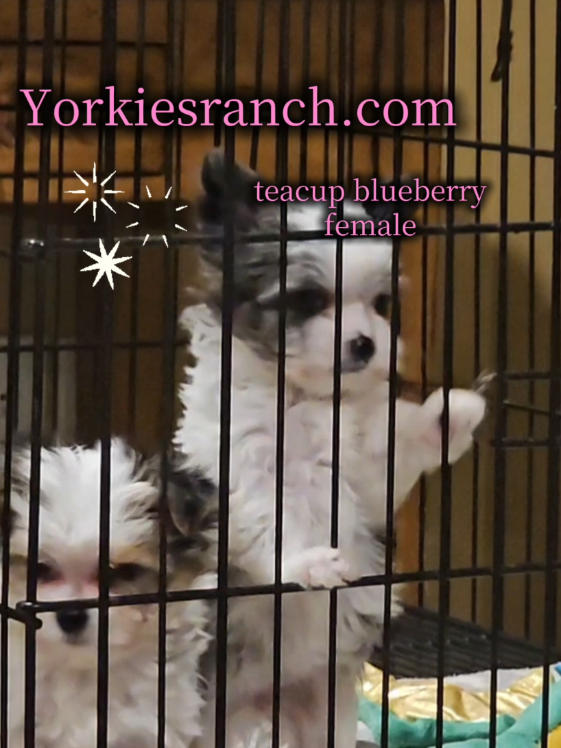 @yorkiesranch com