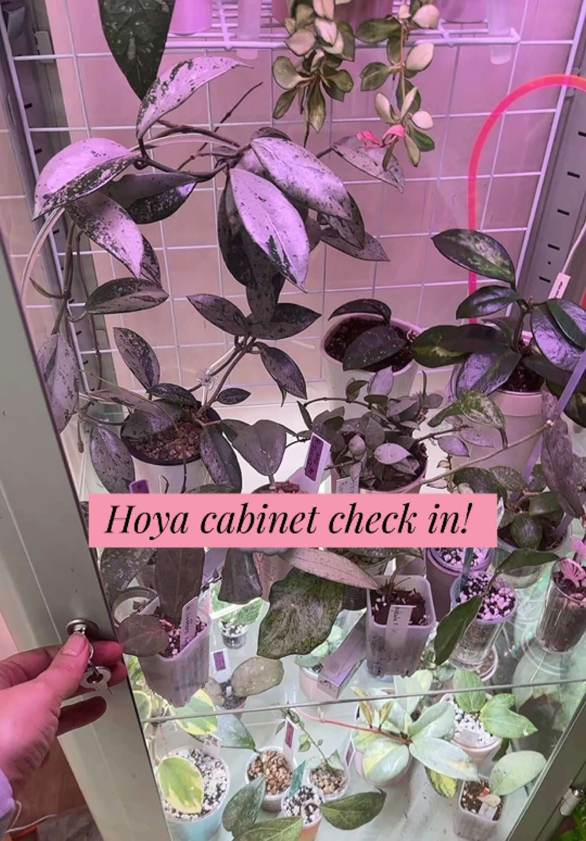 @Erin&ensp;Keys&ensp;-&ensp;TheBoujeeGreenhous
