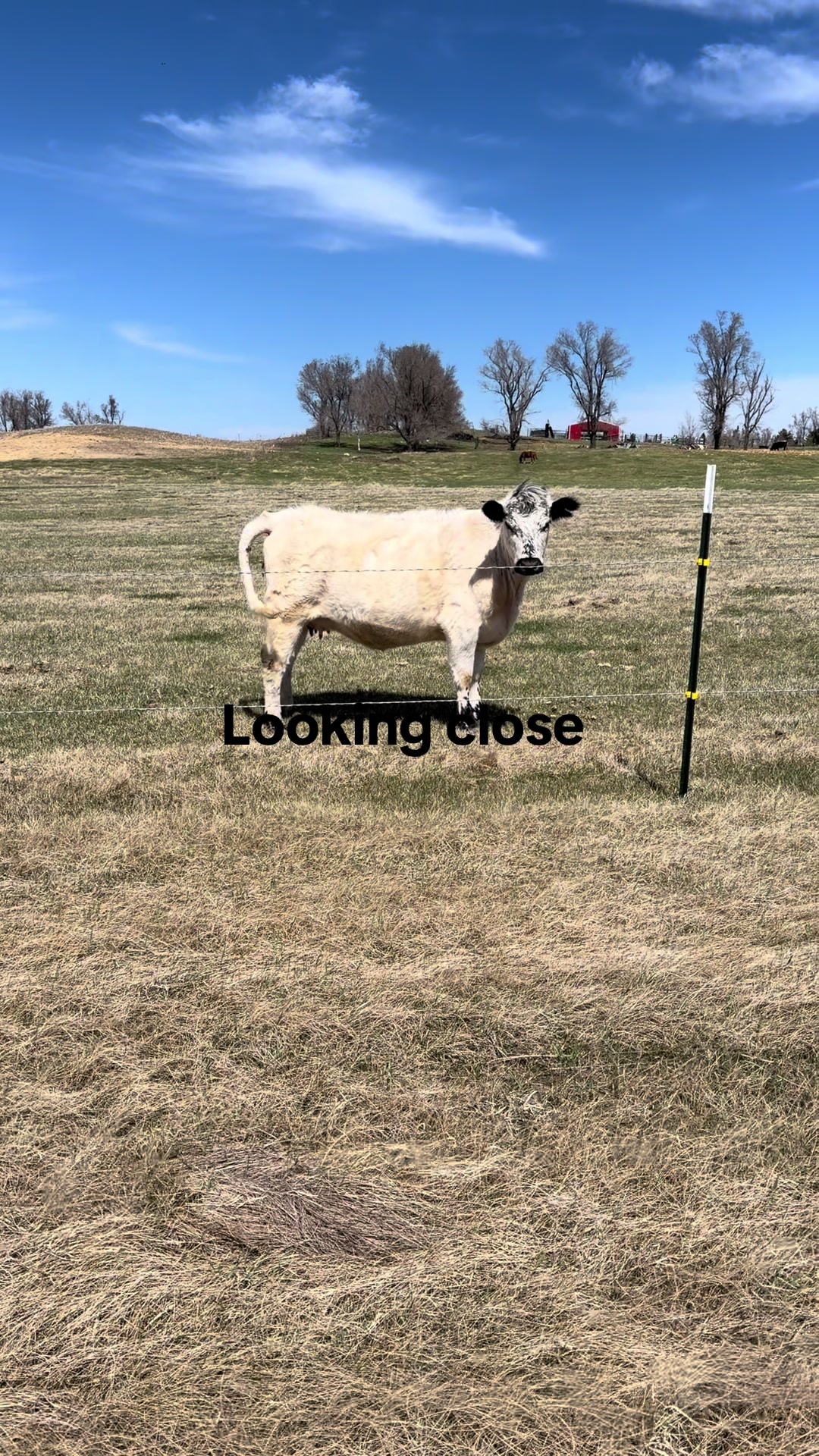 @cattleman840