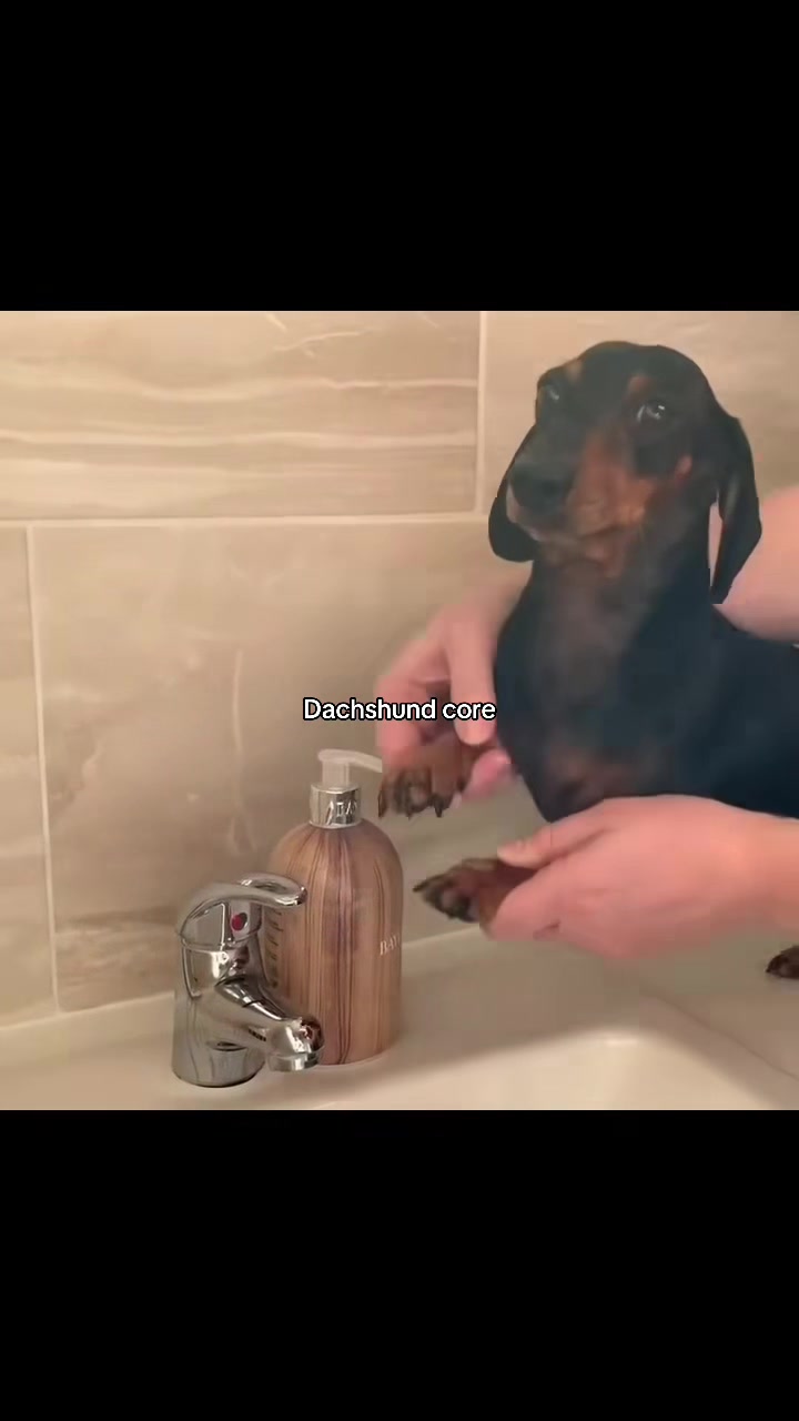 @Cute dachshund core