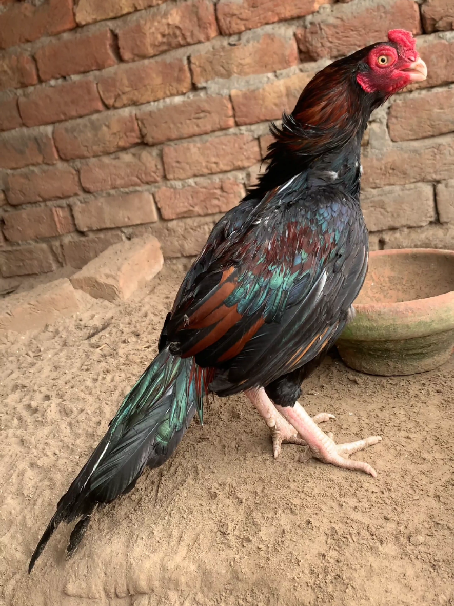 @Amroha shokeen