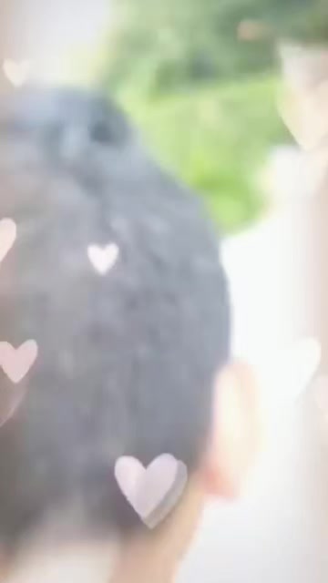 @_h_shah