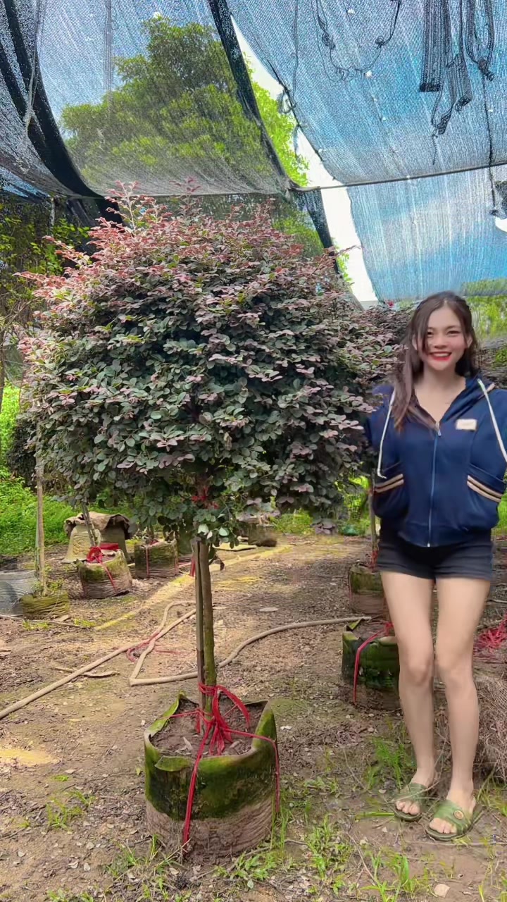@Khổng La