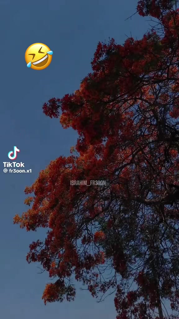 @ูุฑุฏ ๐น