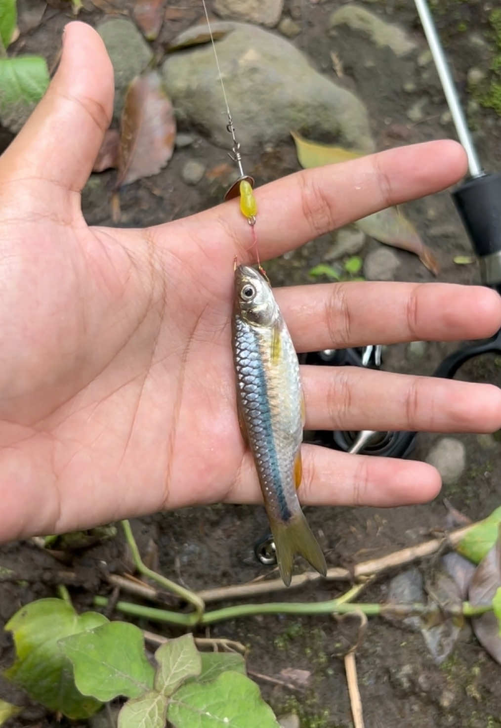 @Andalan Mancing