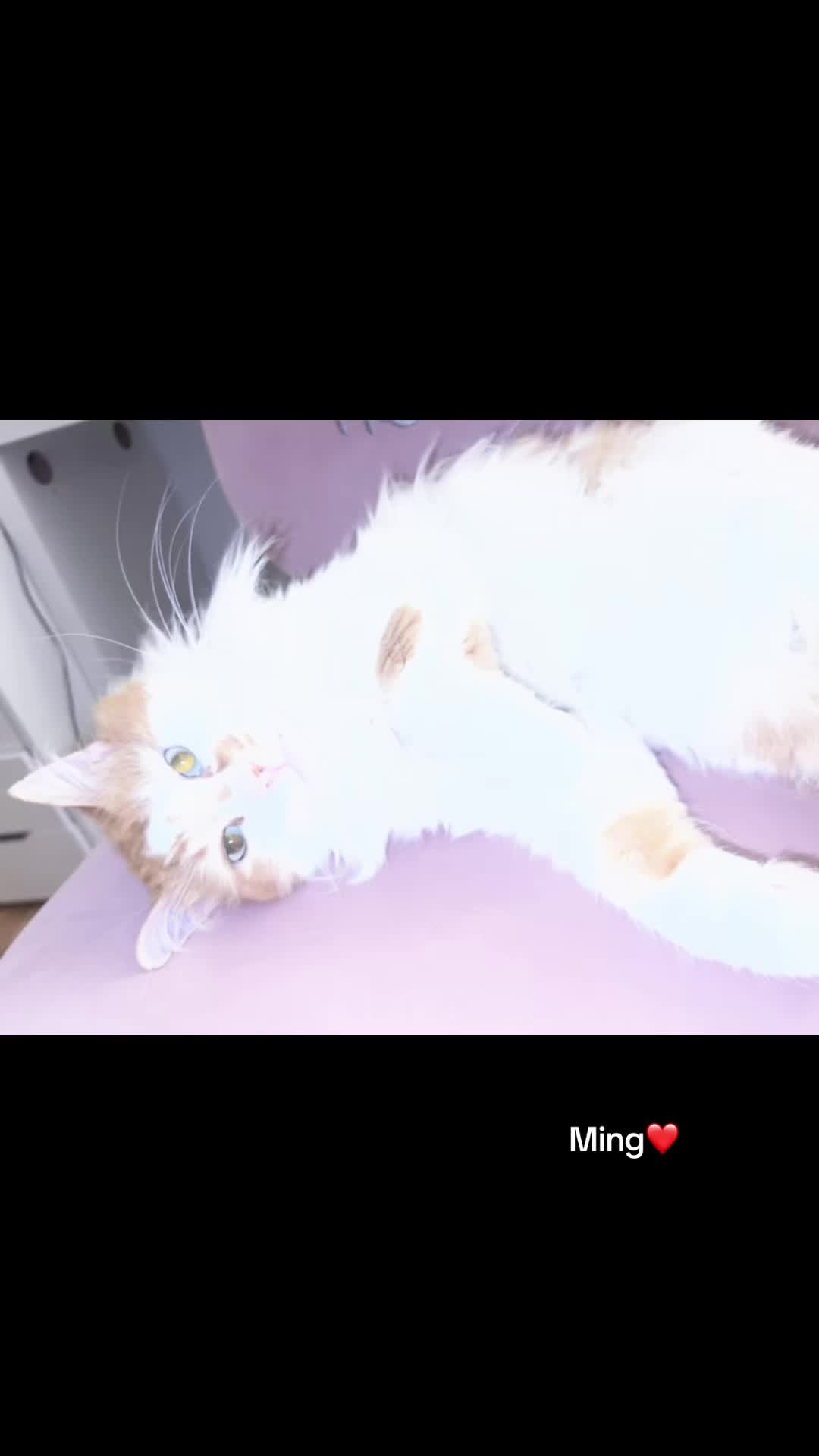 @Ming 🐈