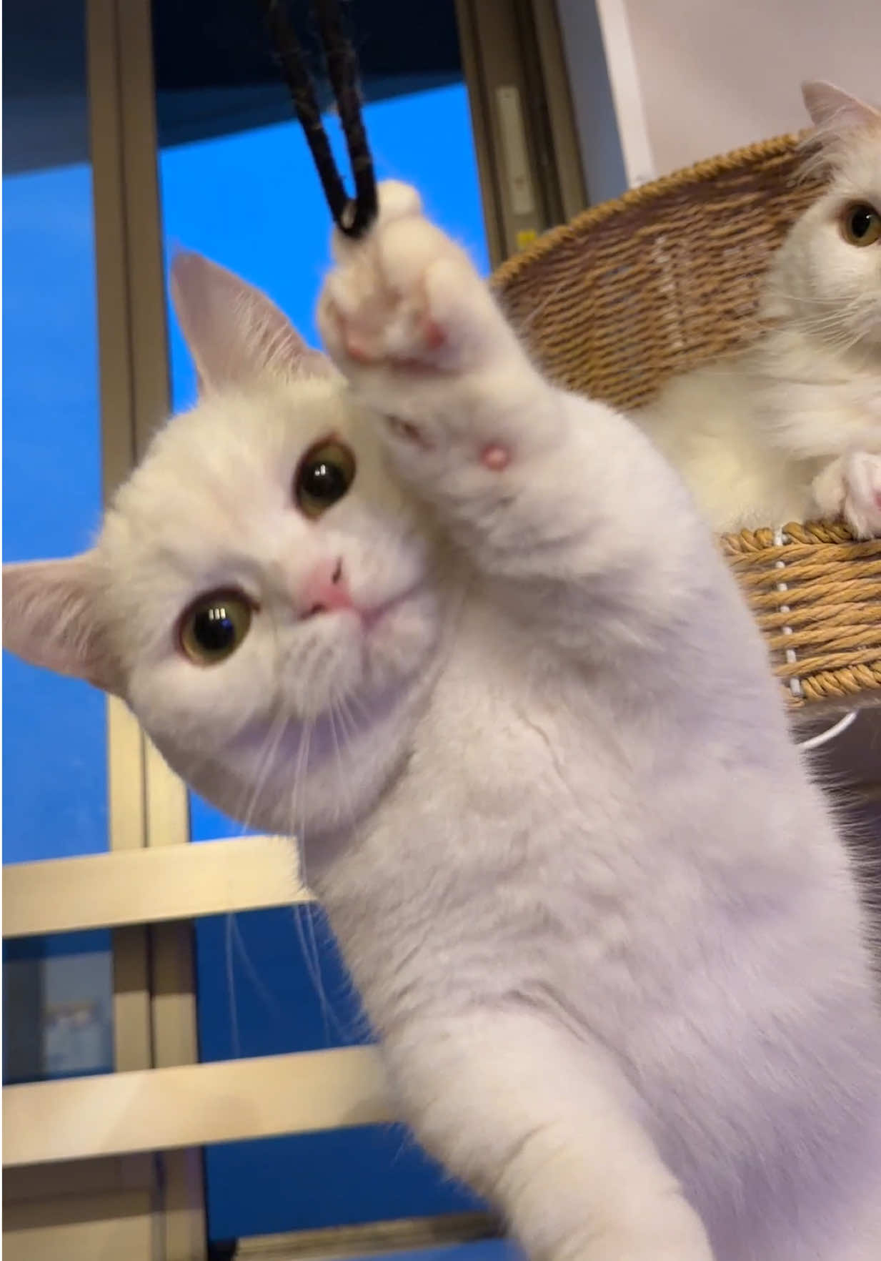 @ねこは神