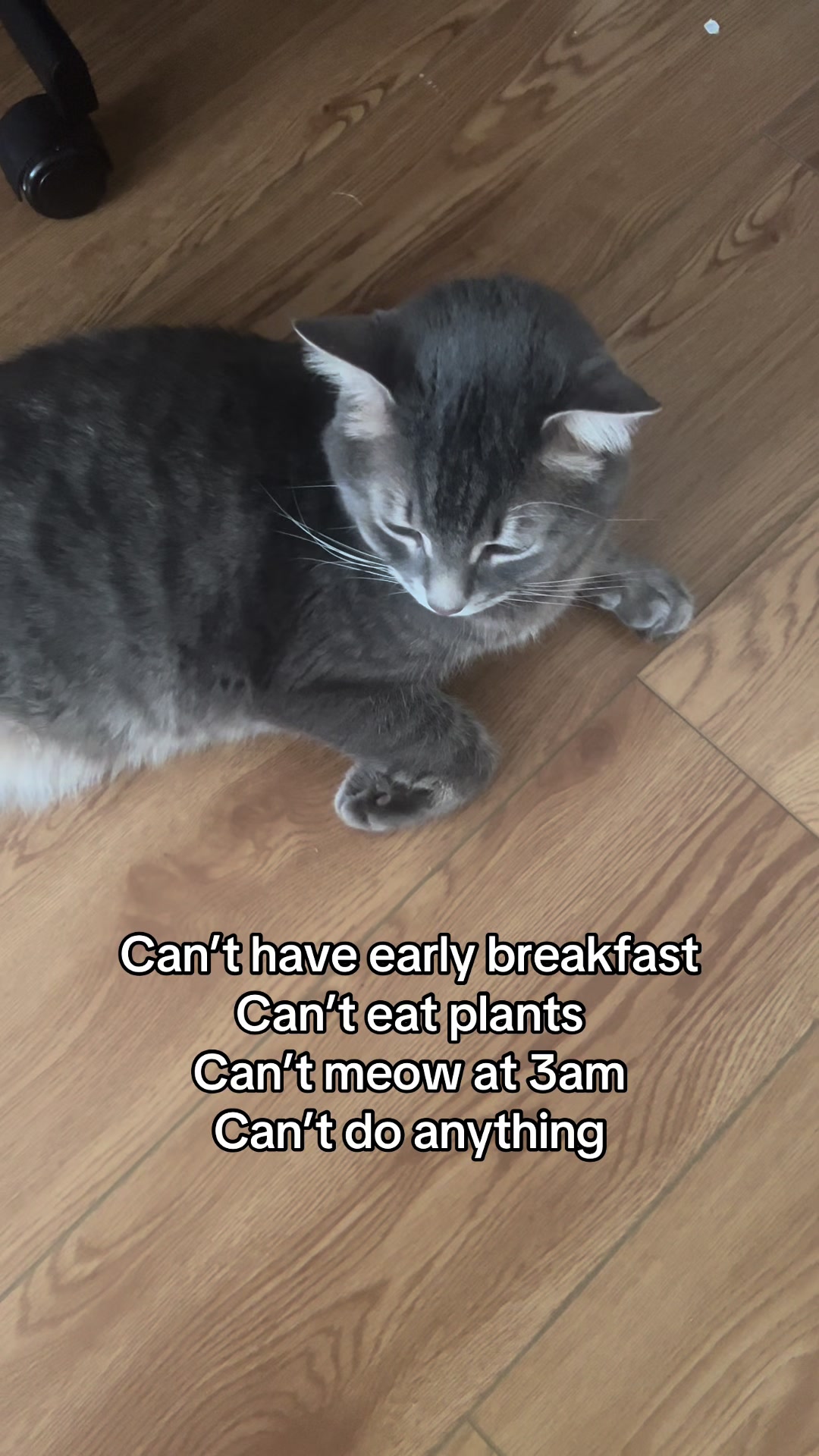 @Ollie 🐱
