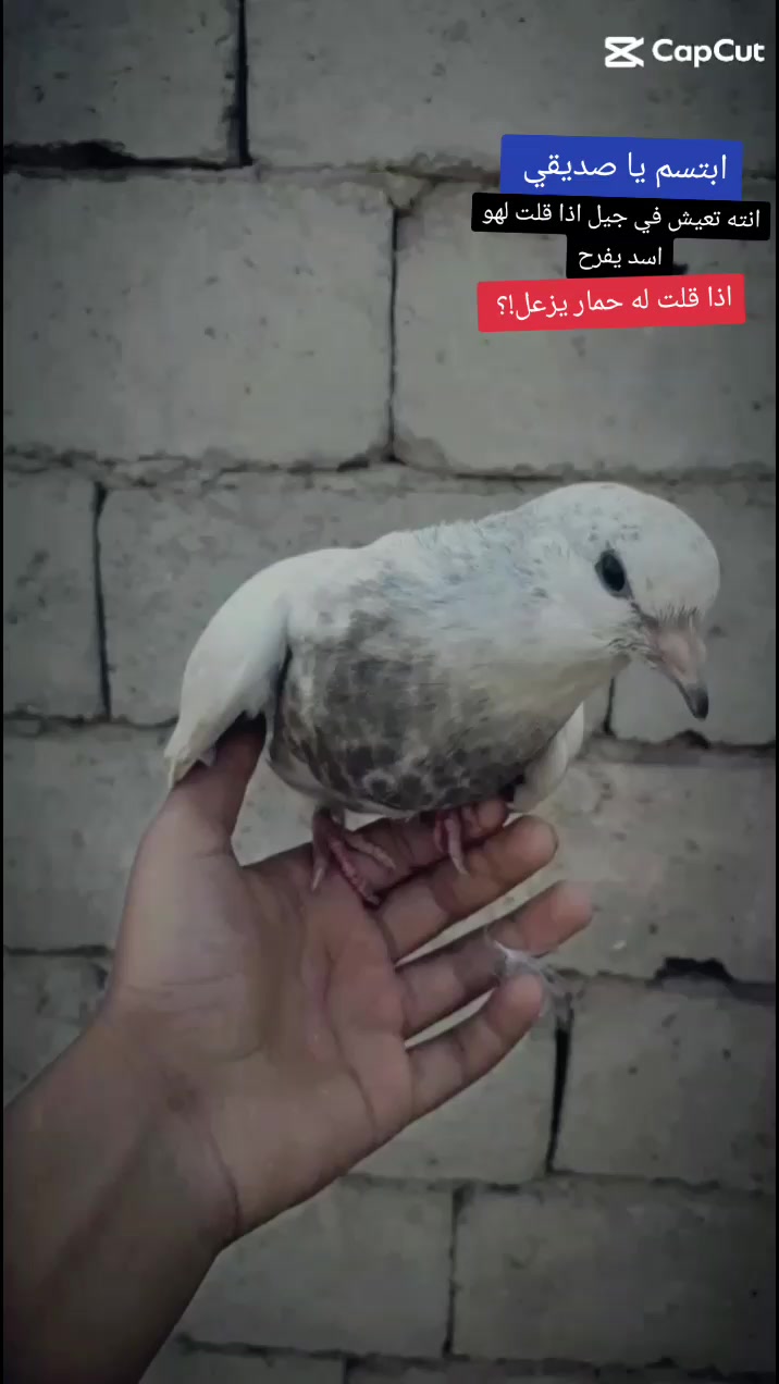 @(✷‿◉رضــــــــيـــــــّوُي)
