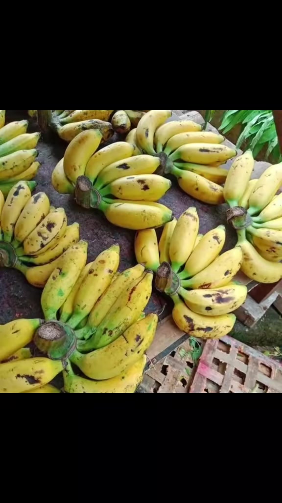 @mss qudaar🍌🍉🥭🍎🥔🍅🌶🍋🥥🥕