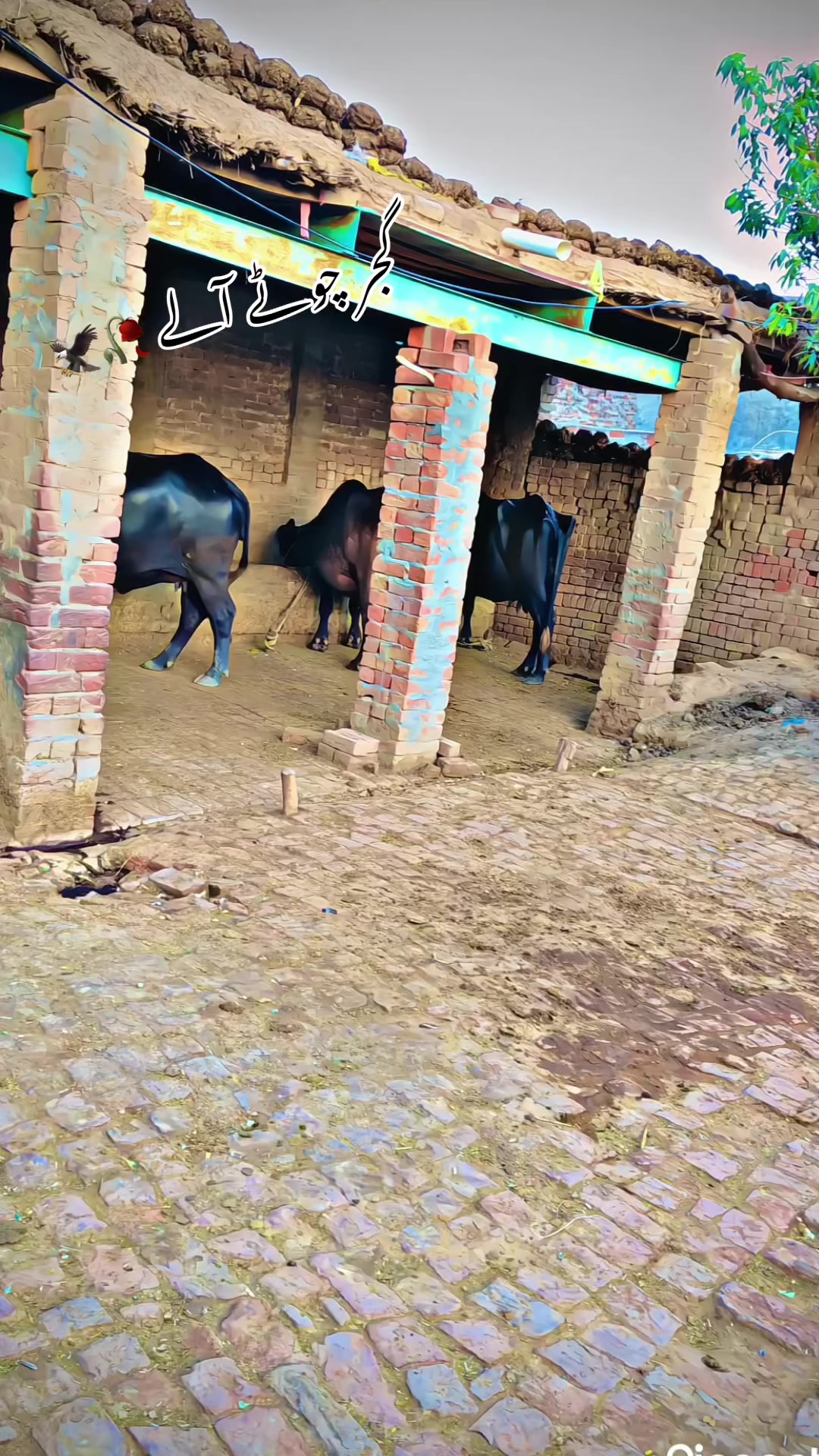 @GUJJAR🥷🏿