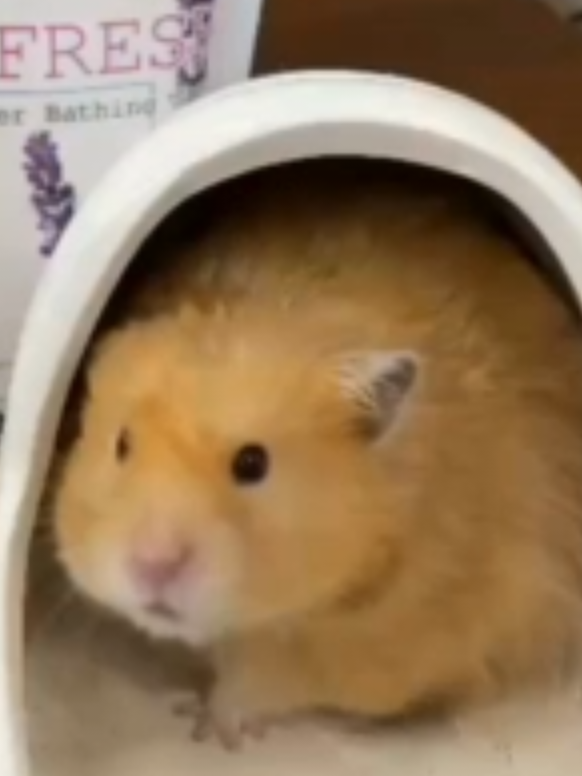 @Pet for Life