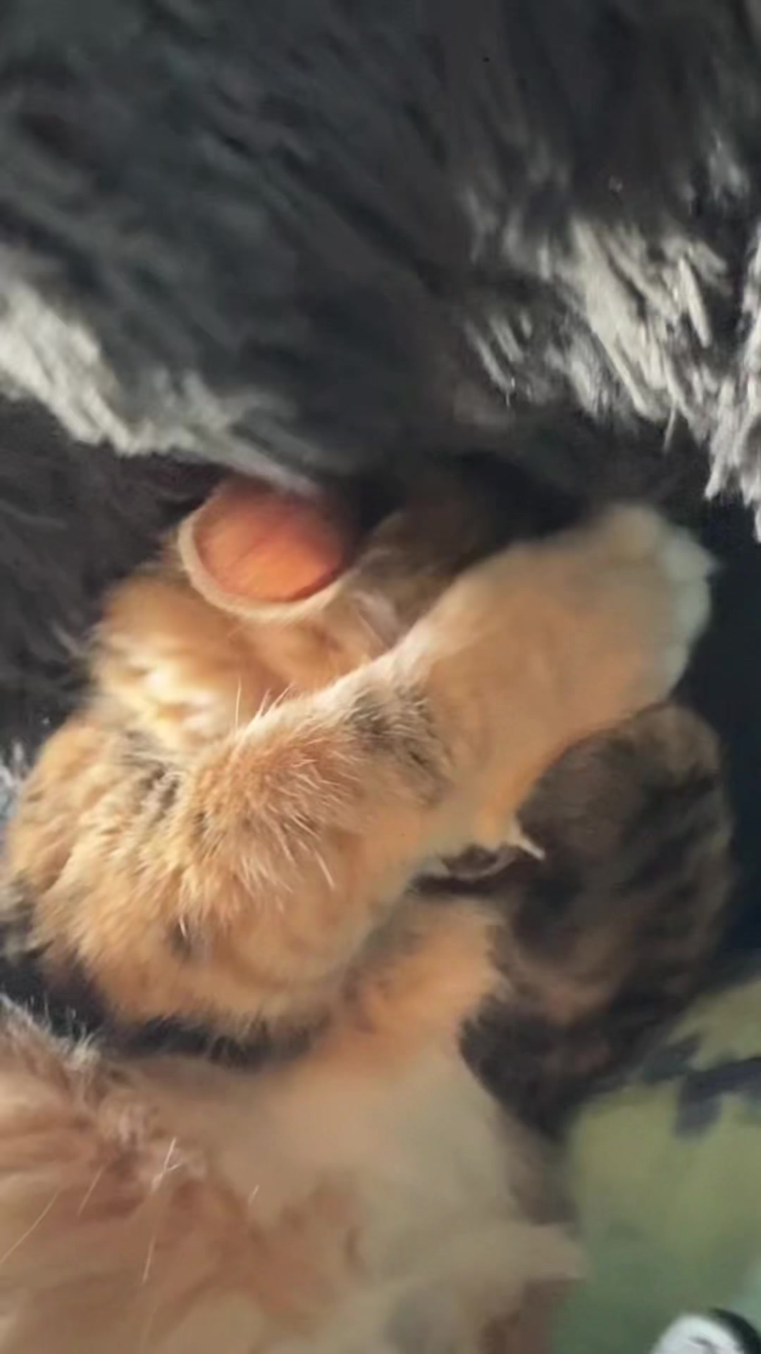 @JuliesSanctuary