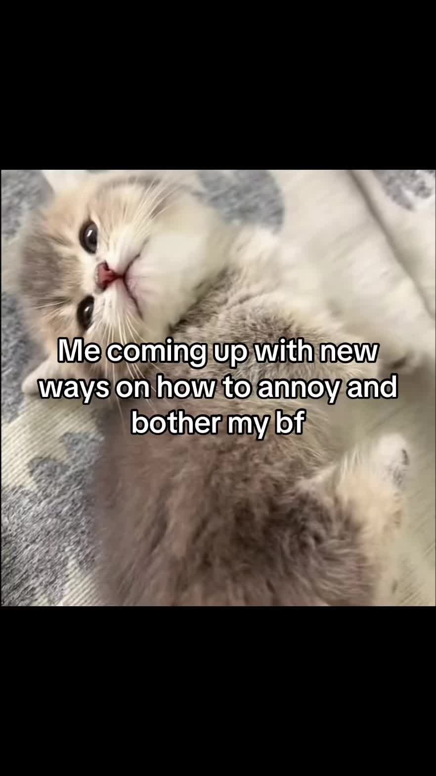 @LavanderCat