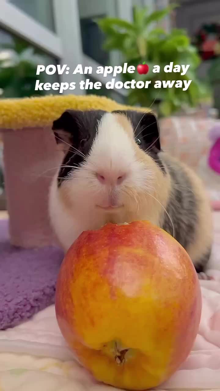 @pumpkin_panda_home