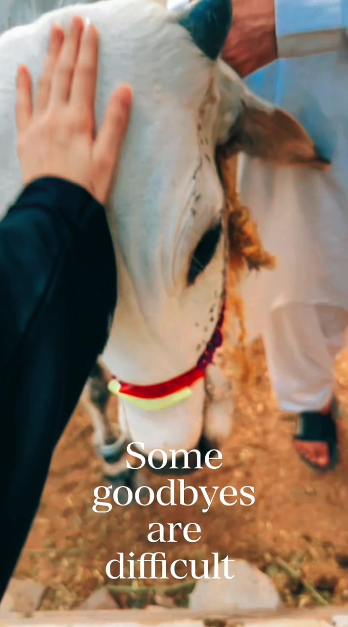 @Sohakhan