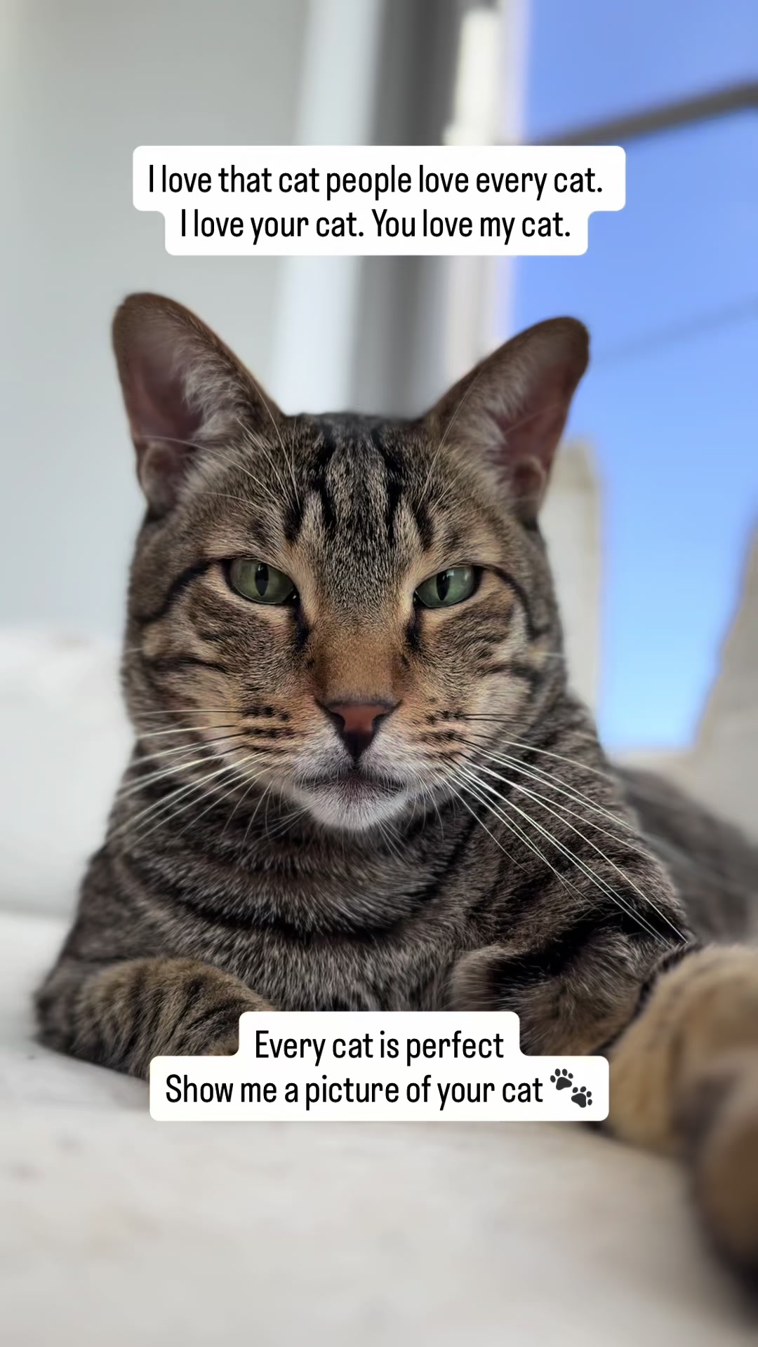 @Cat Tigrous