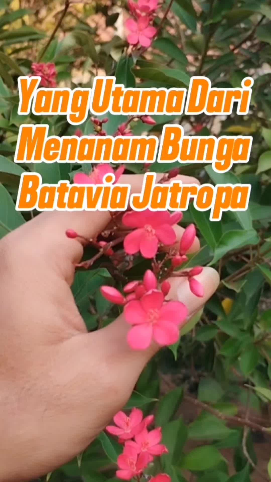 @Bukit Farming
