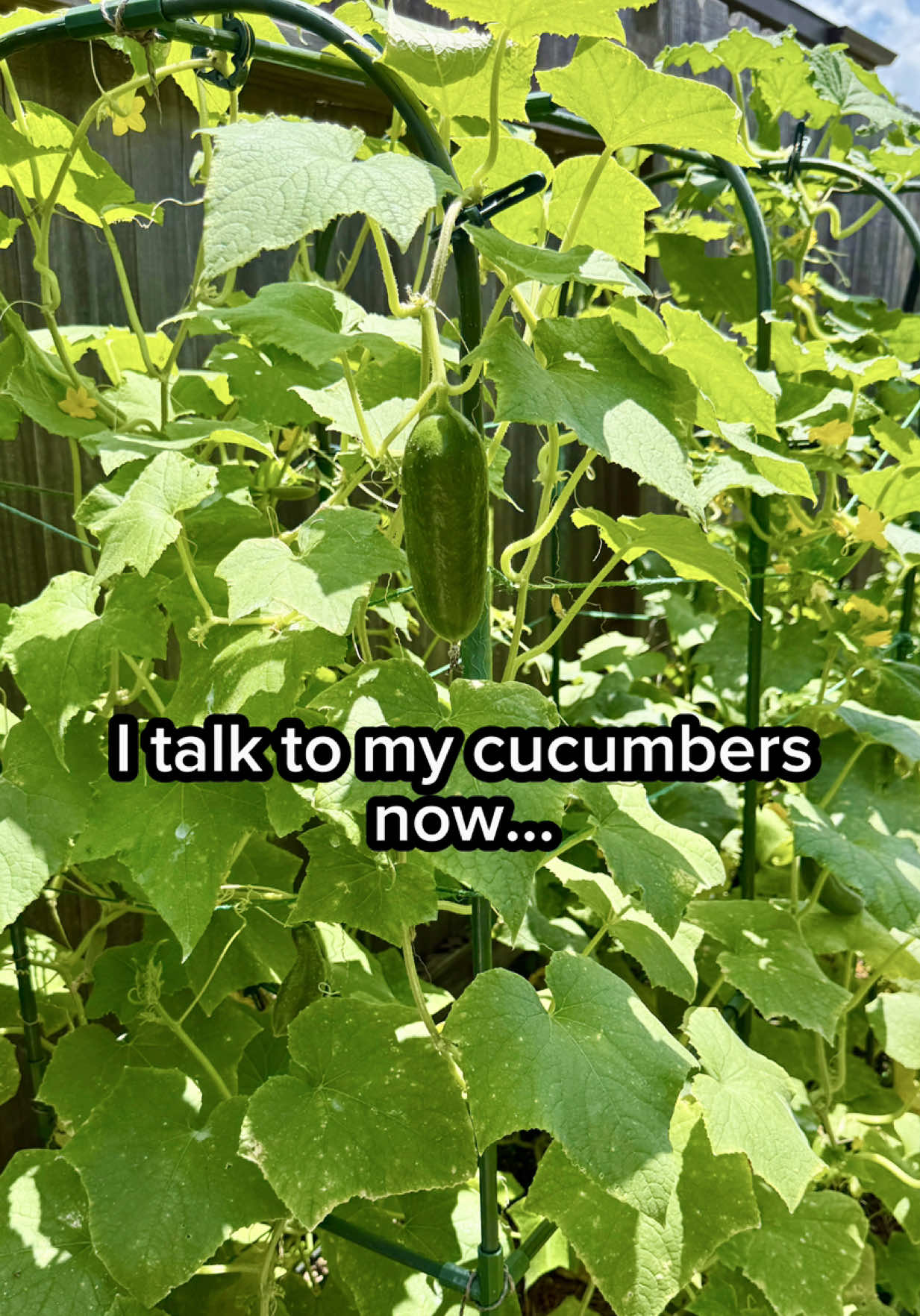 @Sara’s Bites 🌱