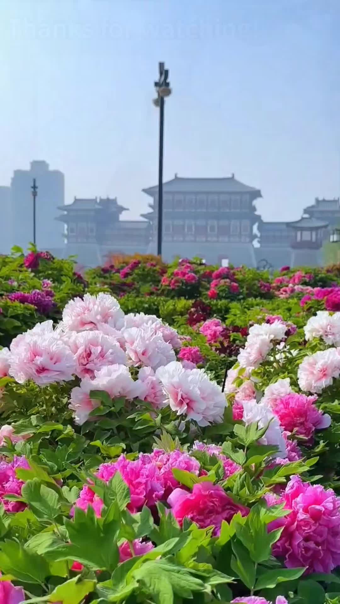@marvinchen2b71