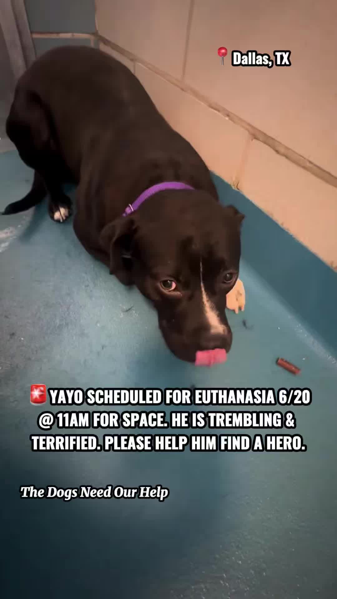 @The Dogs Need Our Help