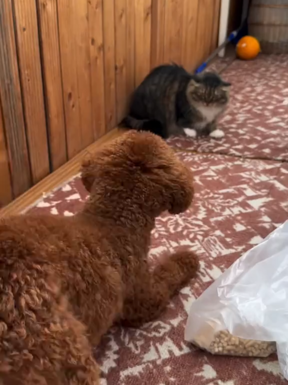 @Наталья Пудель 🐩