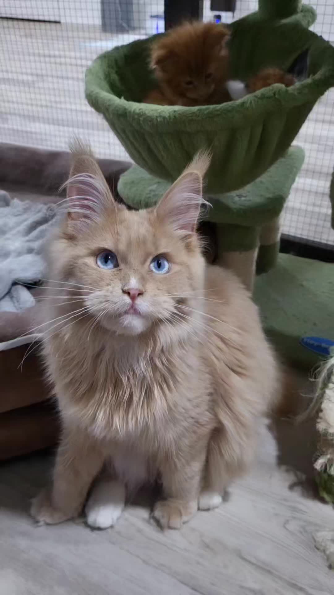 @Paw Palace Maine Coon