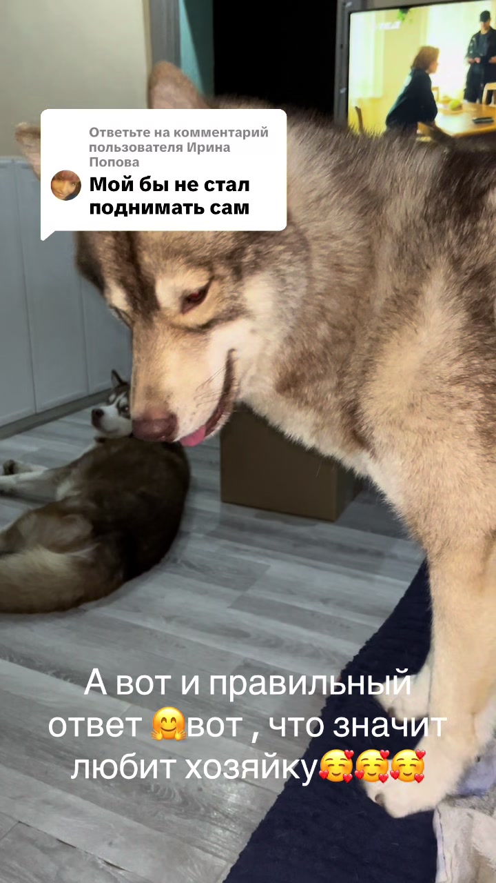 @🐕🦺Бонифаций и Арчибальд🐕