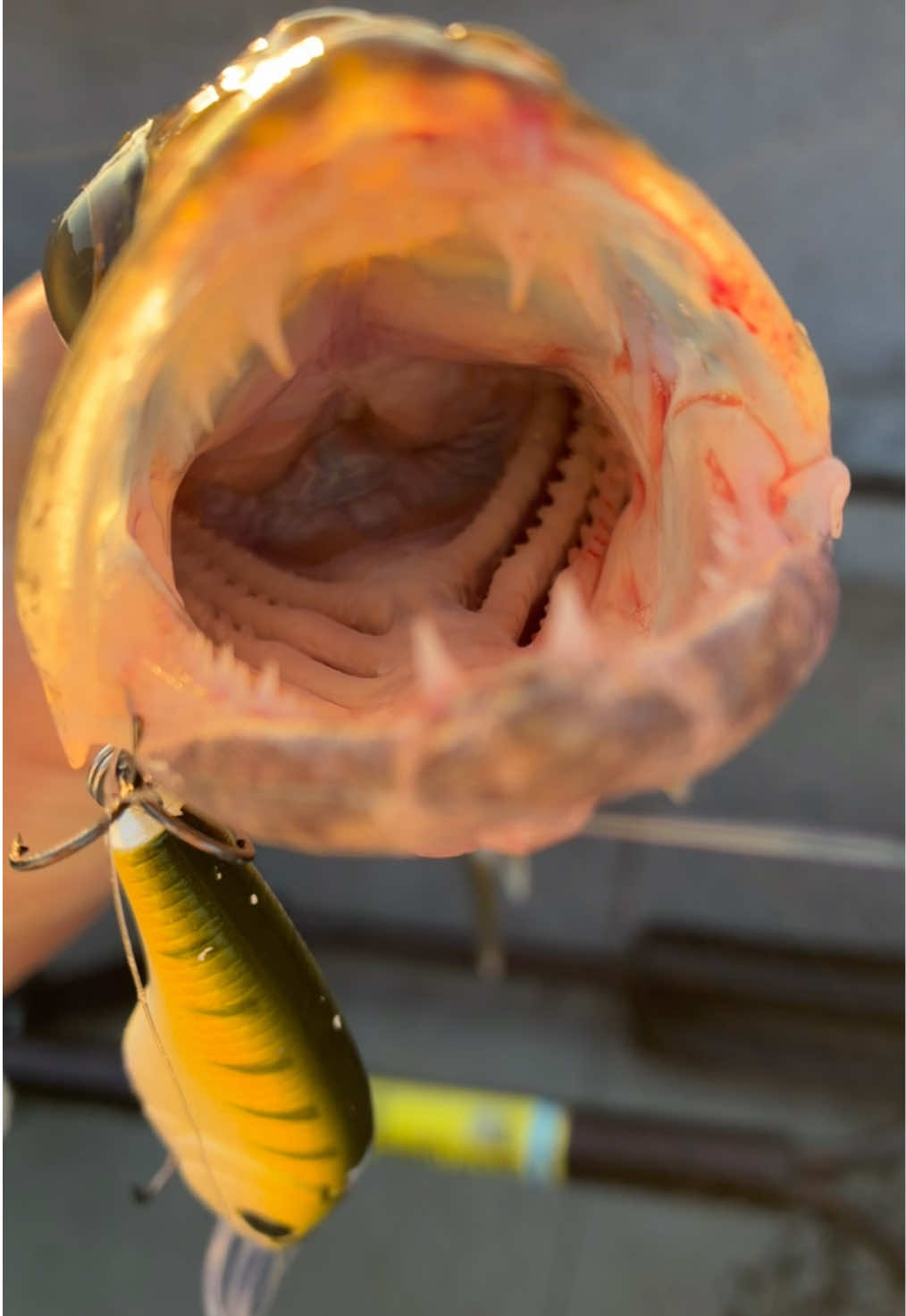 @Dunamis Angling