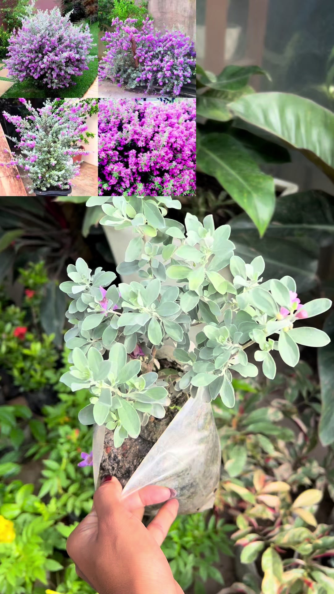@Uday Garden Centre