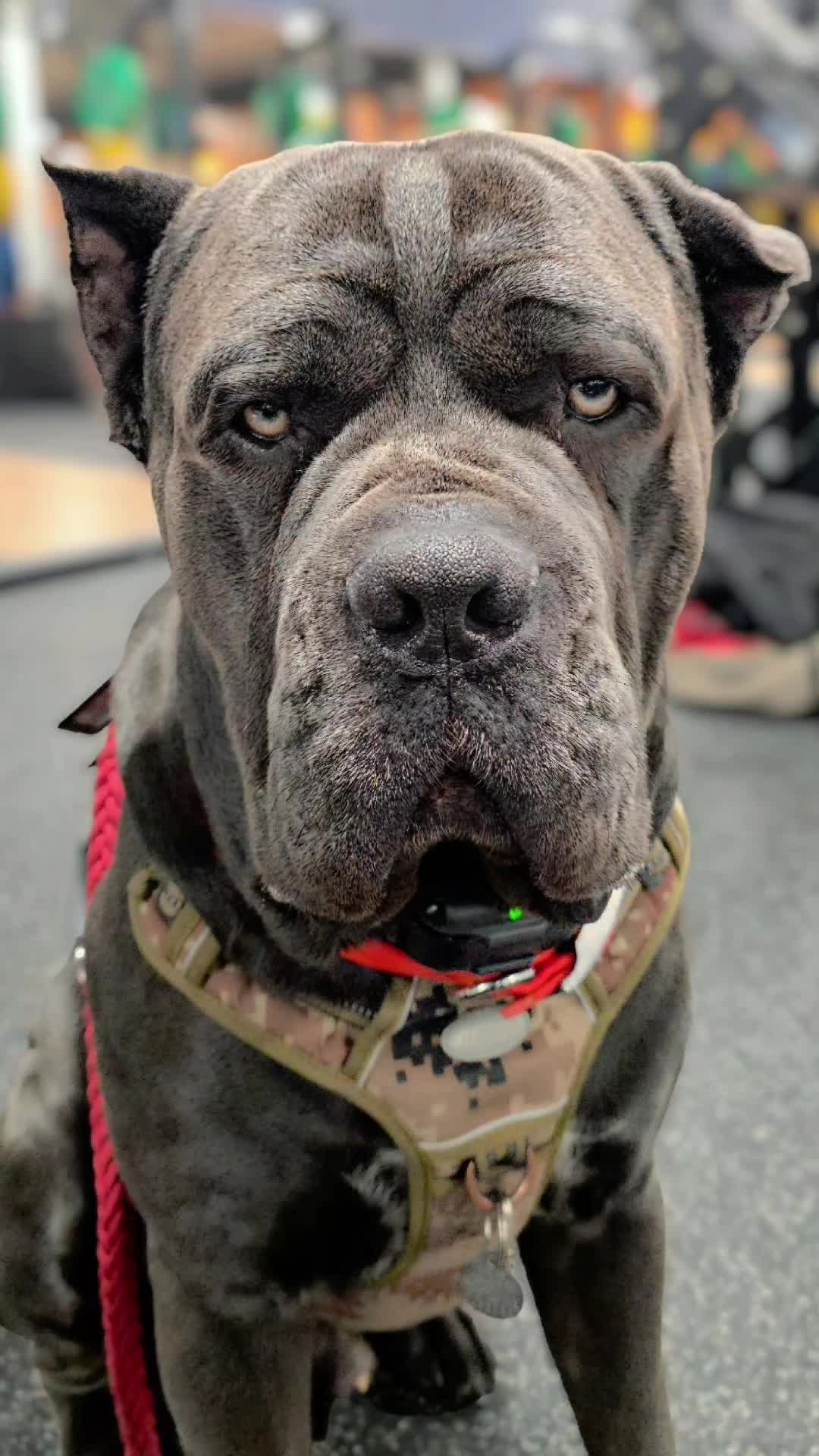 @Charlee The Cane Corso