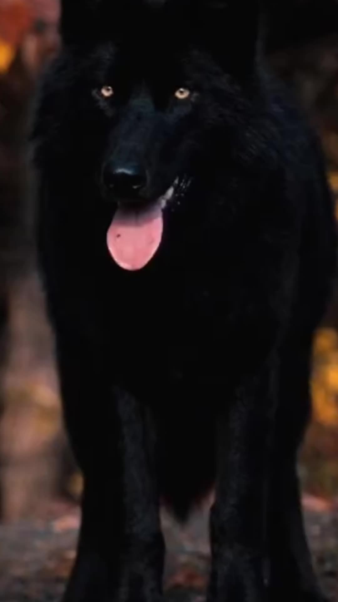 @Motivation du loup 🐺