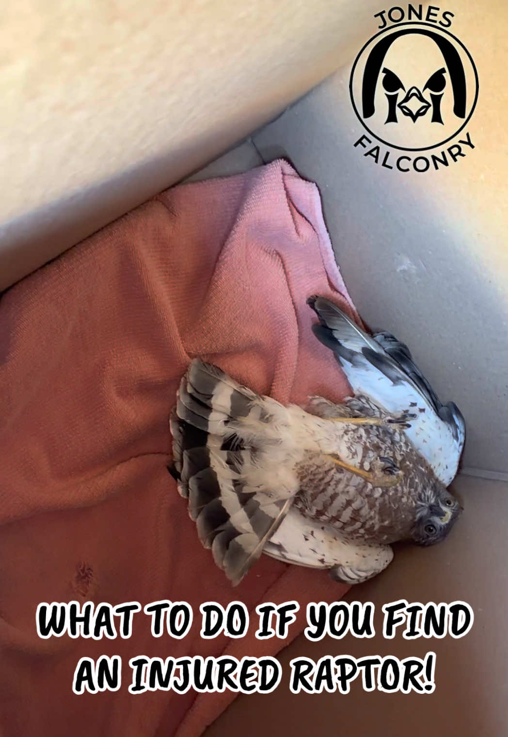 @jonesfalconry