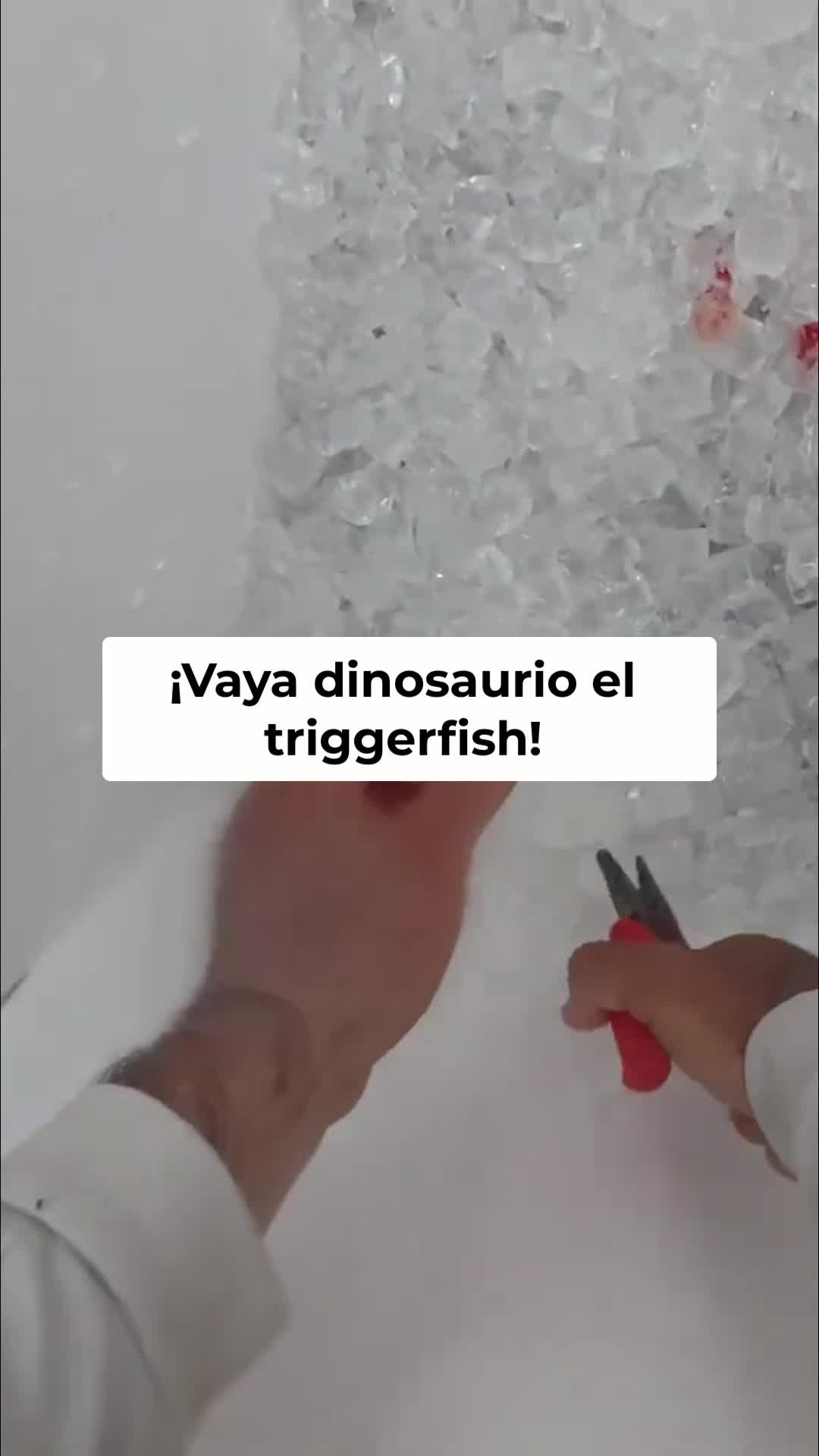 @Raul-Raul