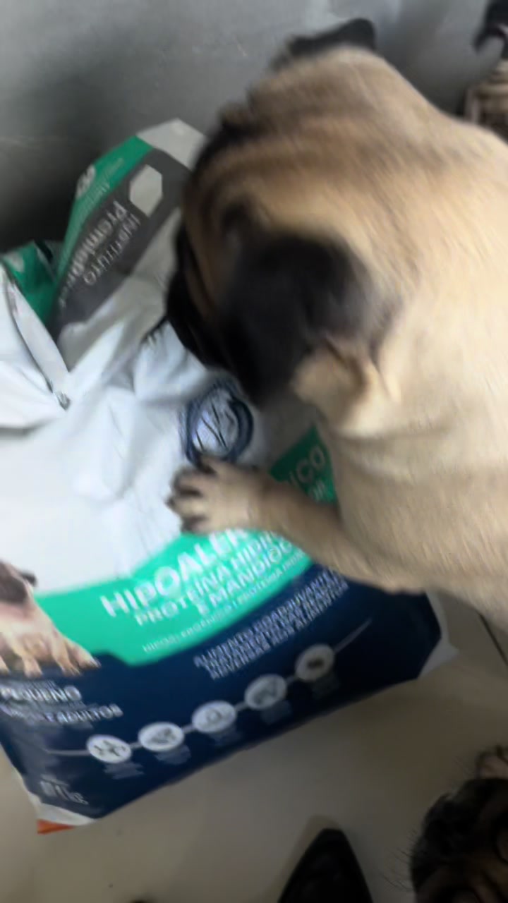 @pugSofyHarry