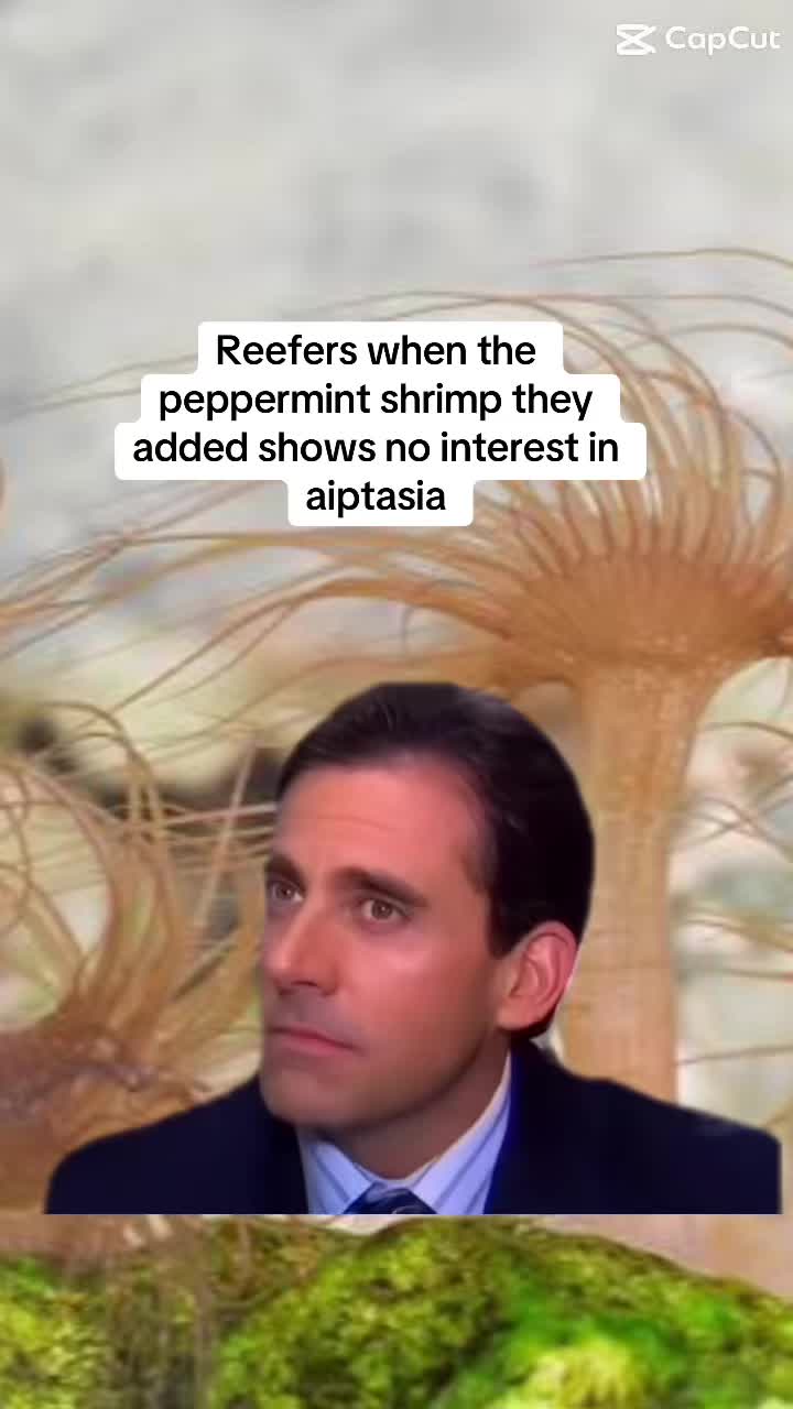 @ReefTok