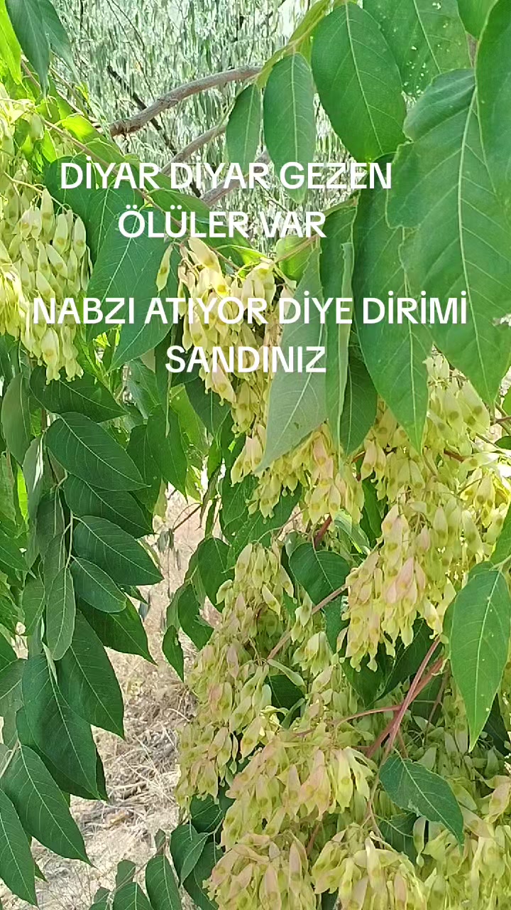 @🇹🇷͜͡͡✯ EZ 🤘GULE 🇹🇷͜͡͡✯23