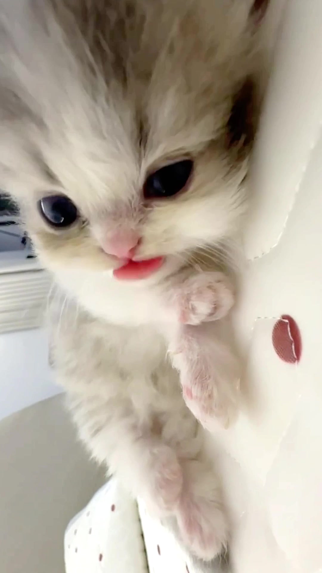 @catbosssss