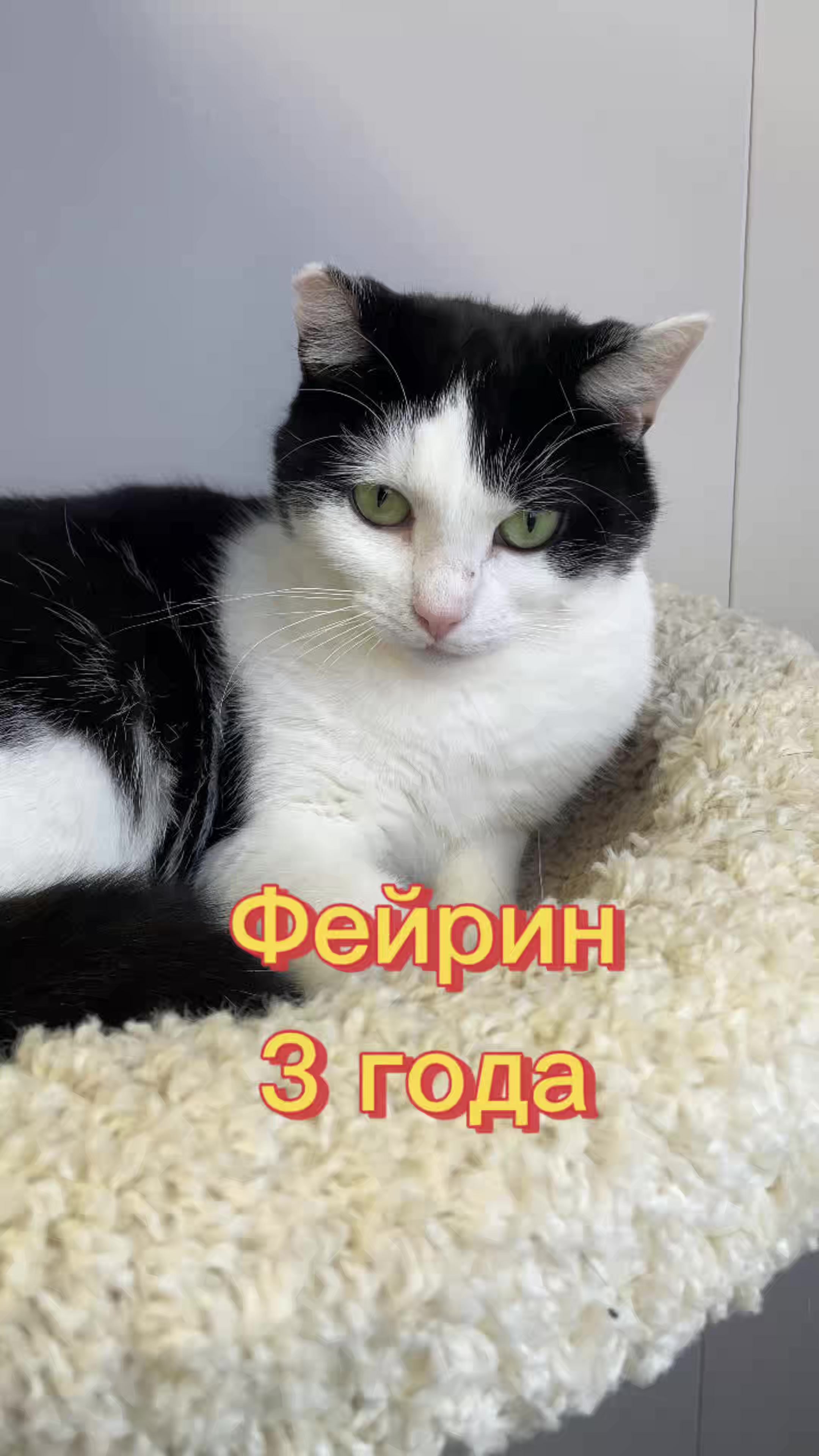 @Приют Новый дом