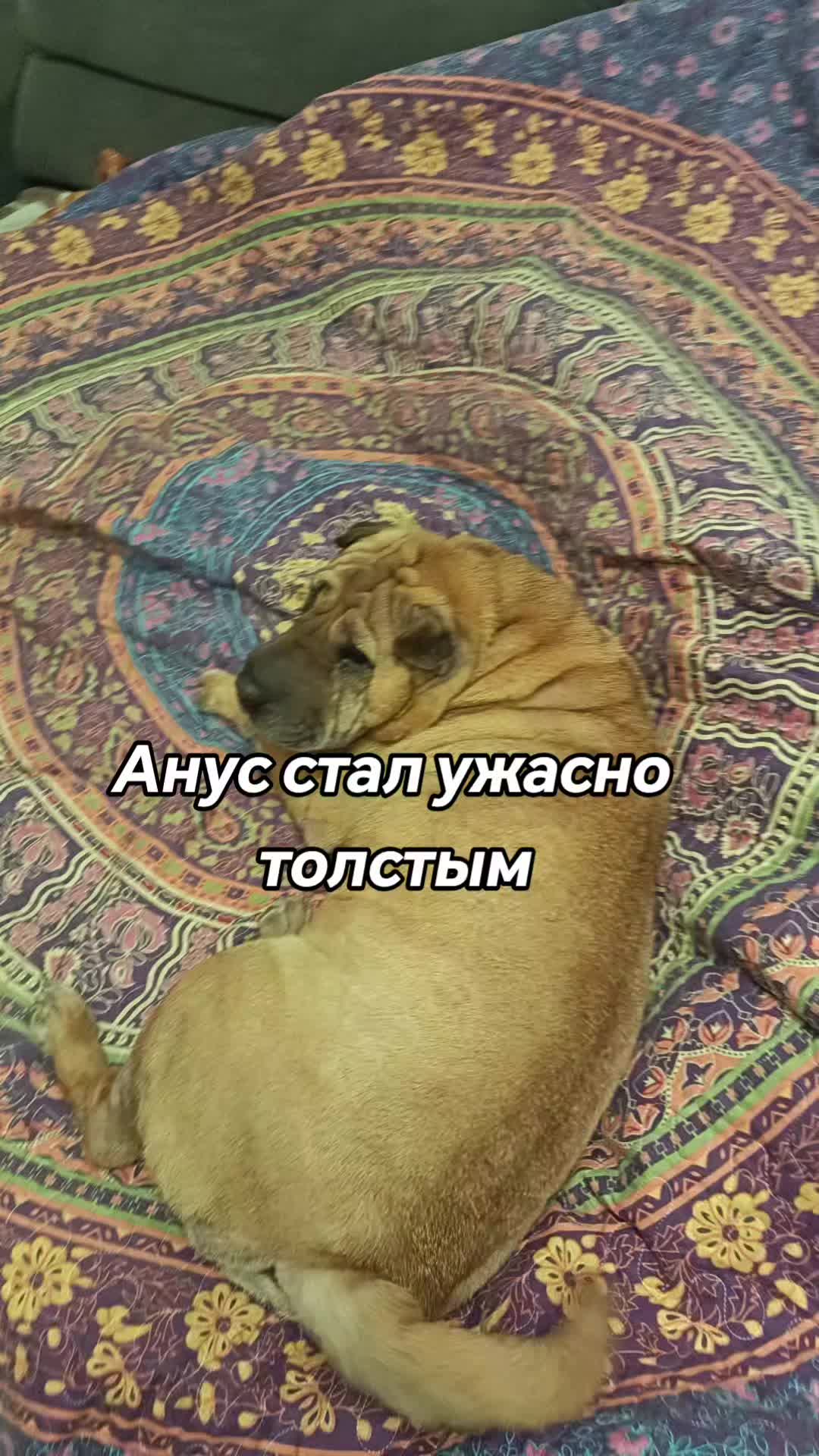 @amusleninblyadina