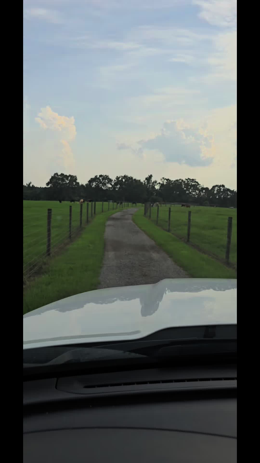 @M.I. CATTLE CO.