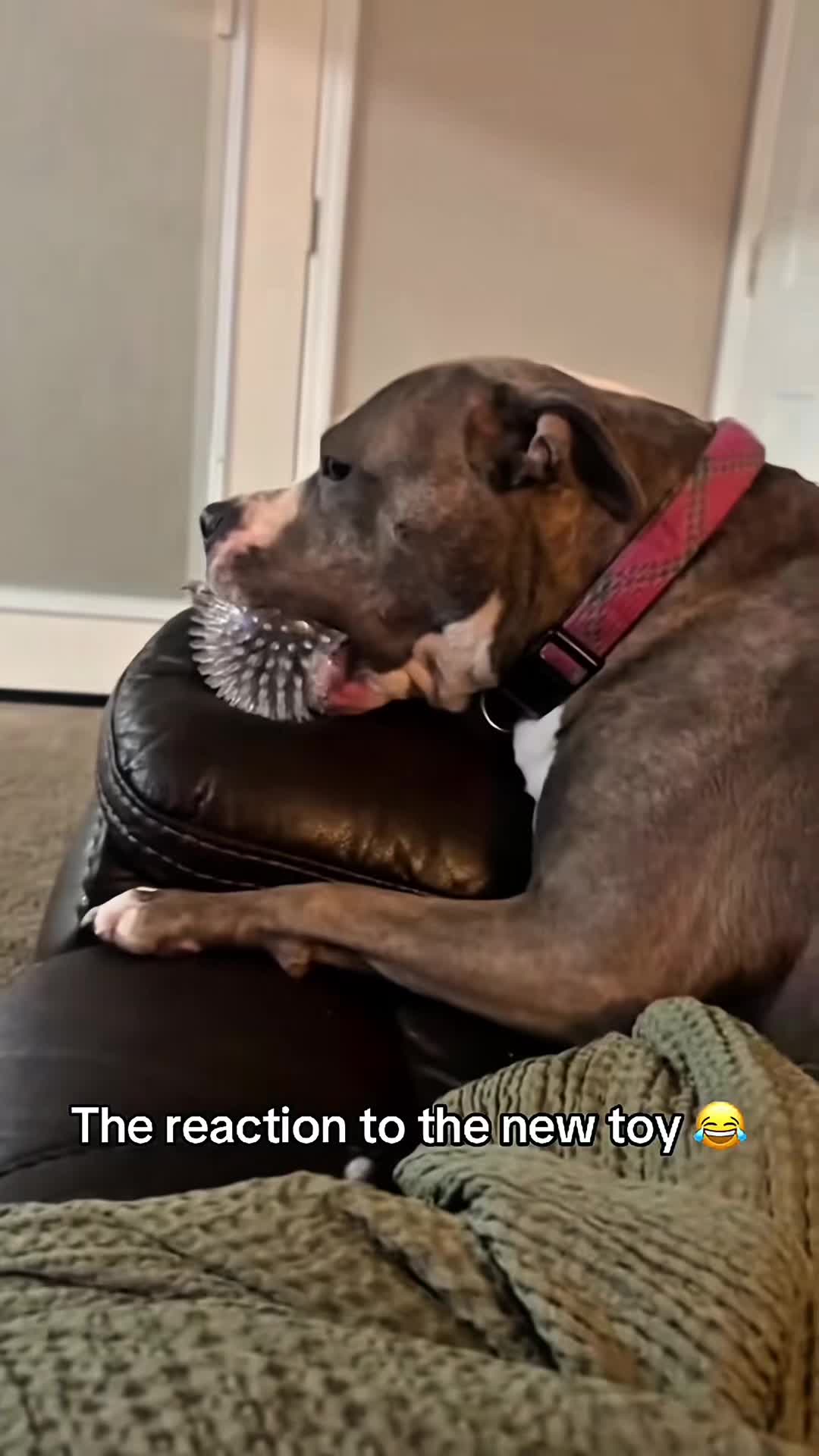@funnyvideo3782
