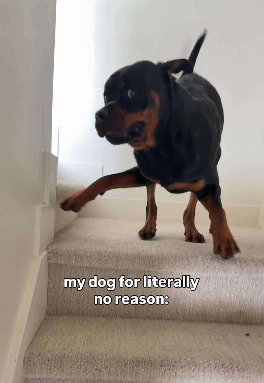 @Rex the Rottweiler