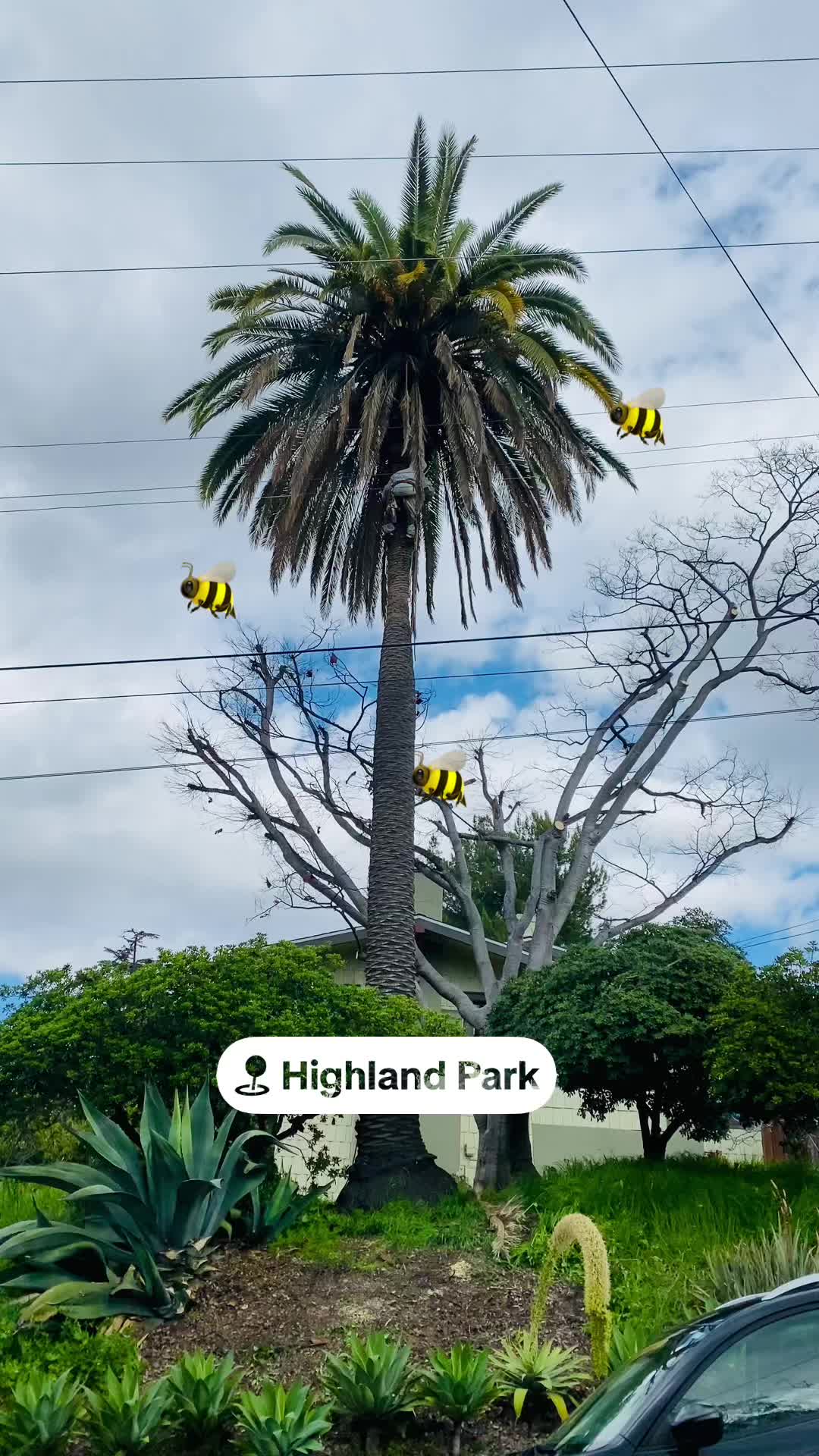 @Estan Tree Specialist