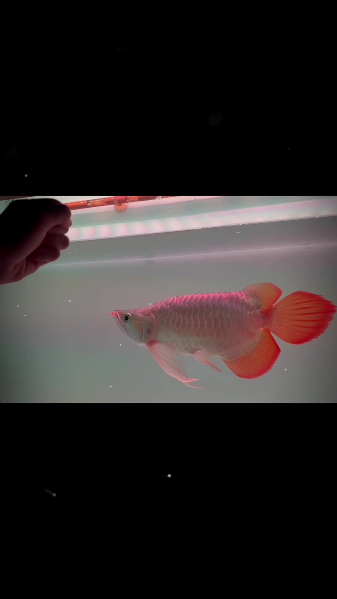 @網上看魚