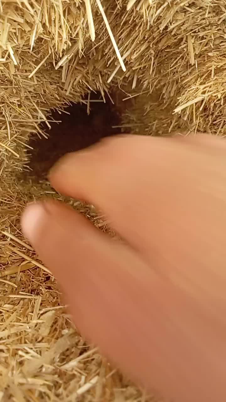 @🦅