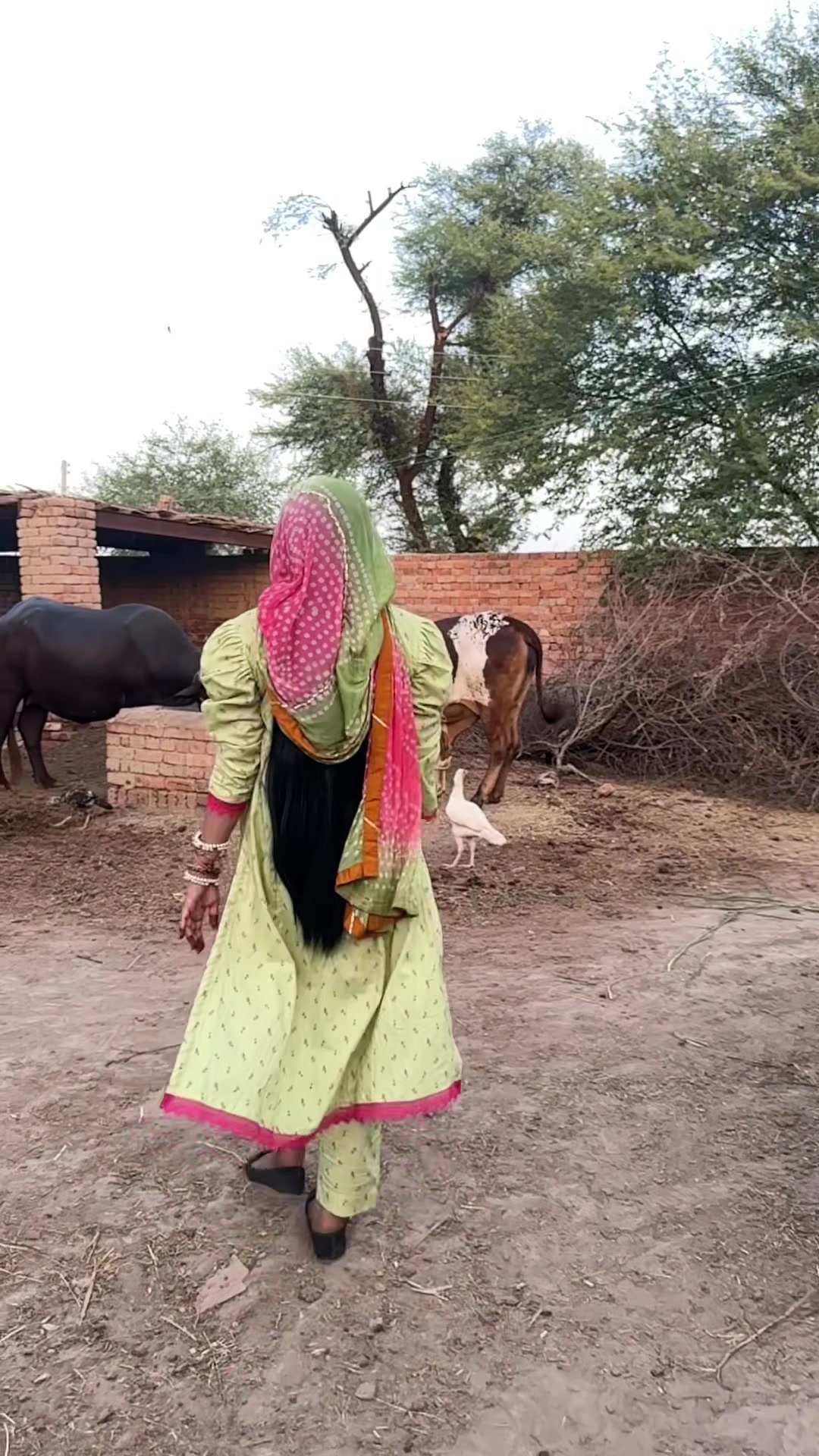 @zimal khan saraiki 9612