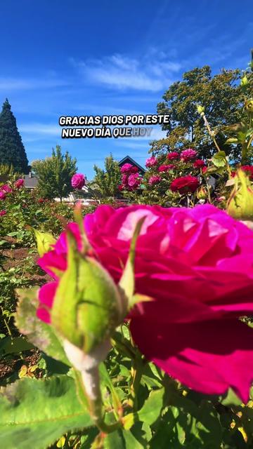 @💜LiLa🐐🌻🐬🐻💚🦔🎥